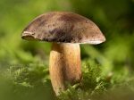 ДОЗВОЛЕНЫ ЛИ ГРИБЫ МУСУЛЬМАНАМ: РАЗБОР ХАДИСА